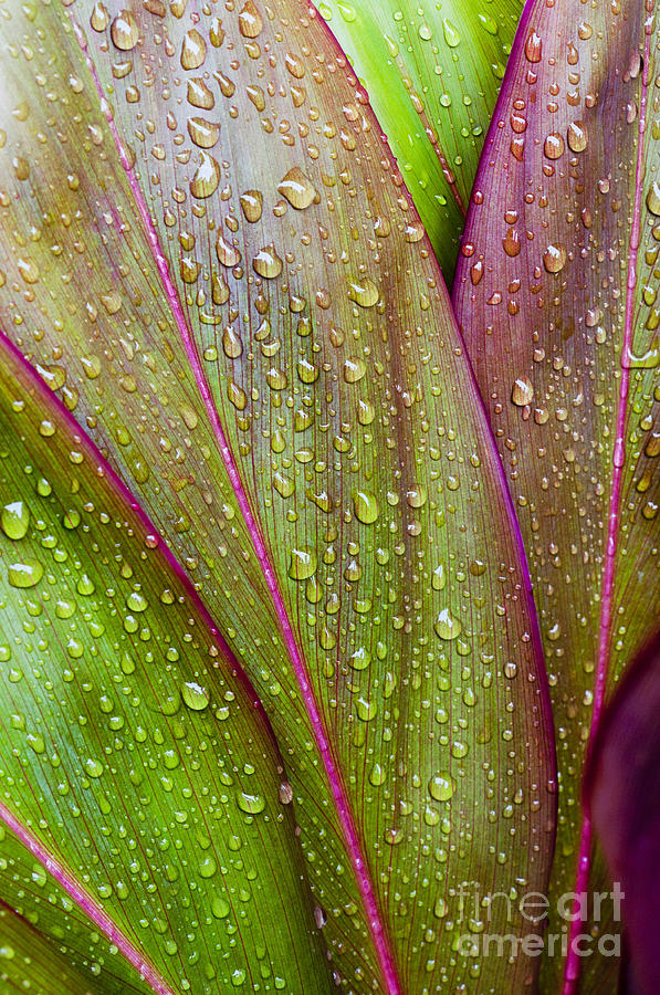 Colorful Ti Leaves Photograph by Joe Carini - Printscapes