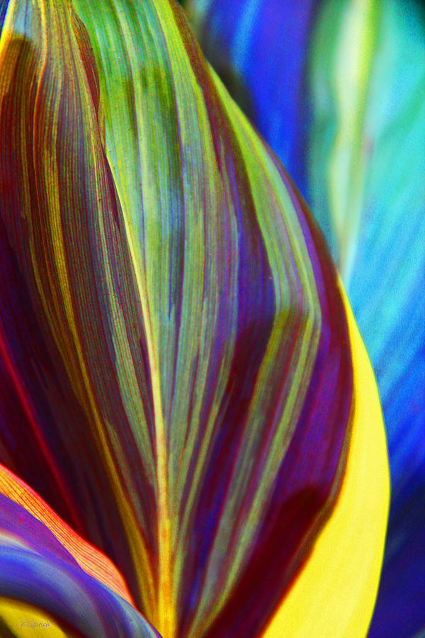 Colorful Ti Leaves Photograph by Kerri Ligatich