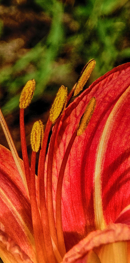 Colorful Tiger Lily Photograph by Judy Hall-Folde