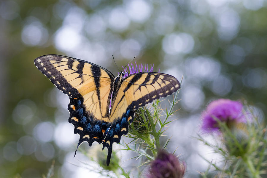 Colorful Tiger Swallowtail Butterfly Photograph by Lori Coleman