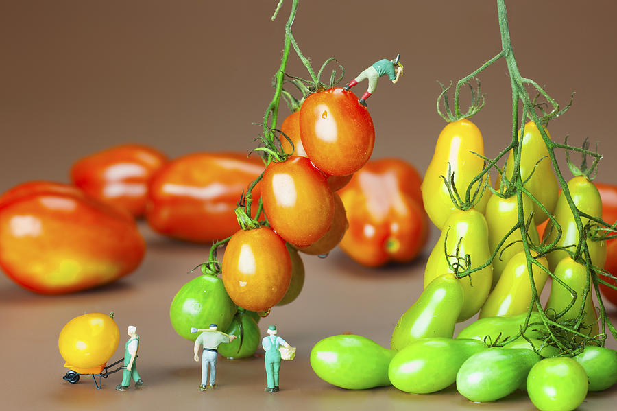Colorful tomato harvest little people on food Photograph by Paul Ge