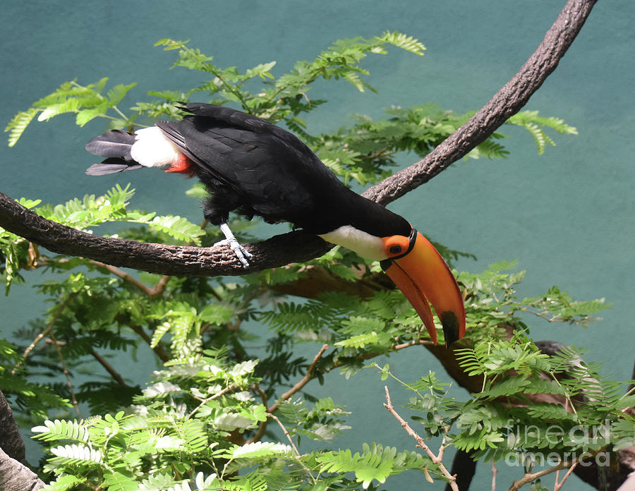 Colorful Toucan Bird Balancing on a Tree Branch  Photograph by DejaVu Designs