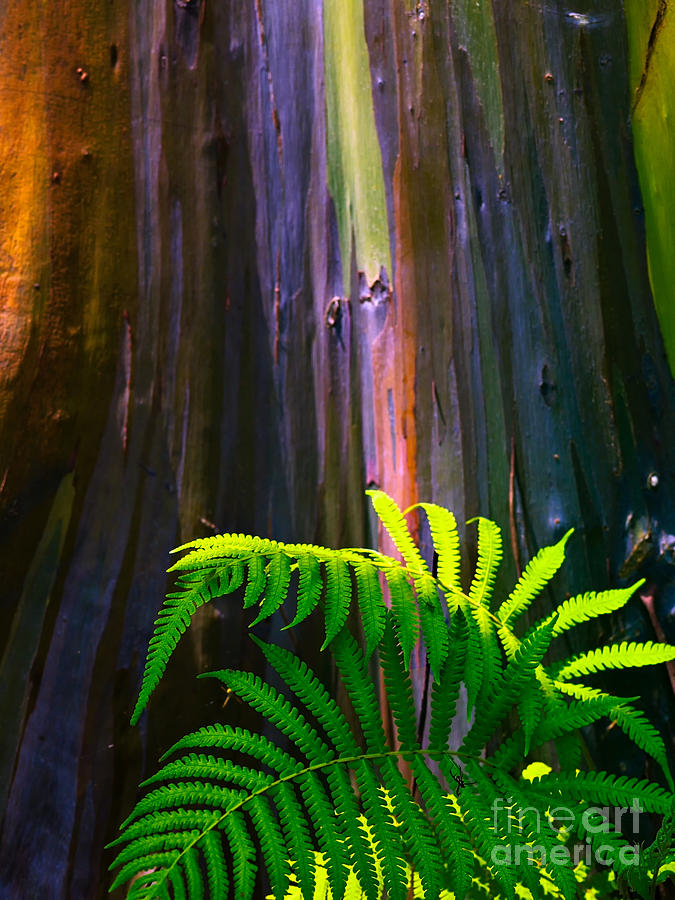 Colorful tree and fern Photograph by Frank Wicker