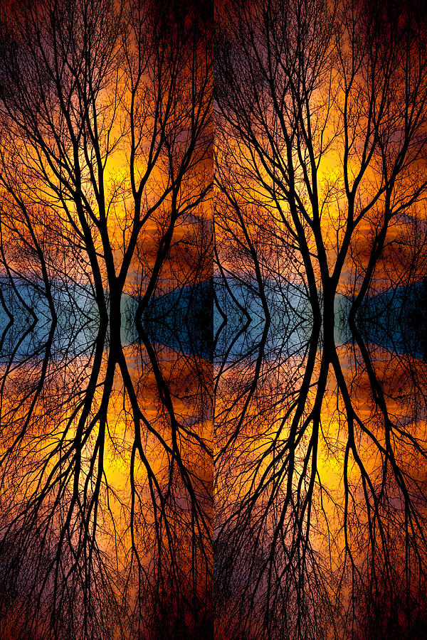 Colorful Tree Branches Abstract  Four Photograph by James BO Insogna