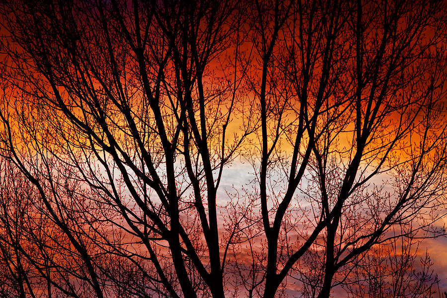 Colorful Tree Branches Photograph by James BO Insogna