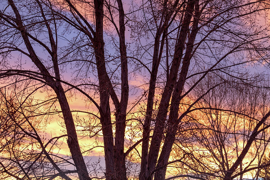 Colorful Tree Branches Night Photograph