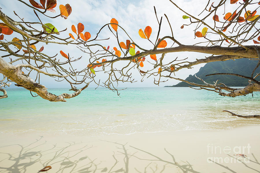 Colorful Tree North Shore by Charmian Vistaunet Colorful Tree North Shore by Charmian Vistaunet