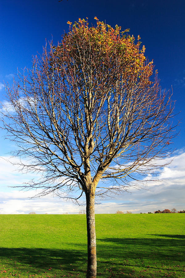Colorful Tree Photograph