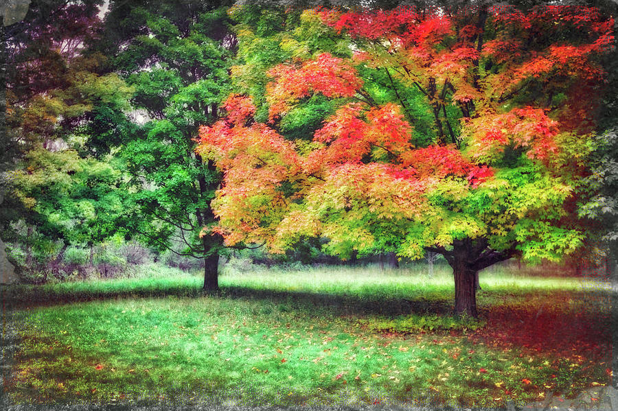 Colorful Trees in Autumn #2 Photograph by Jennifer Rondinelli Reilly - Fine Art Photography