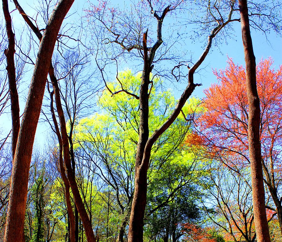 Colorful Trees Photograph by Morgan Carter