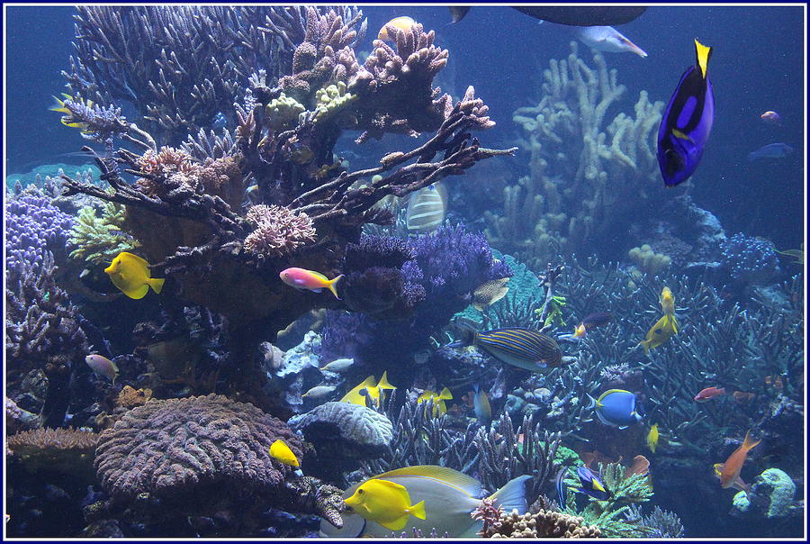 Colorful Tropical Fish and Coral Reefs Photograph by Dora Sofia Caputo