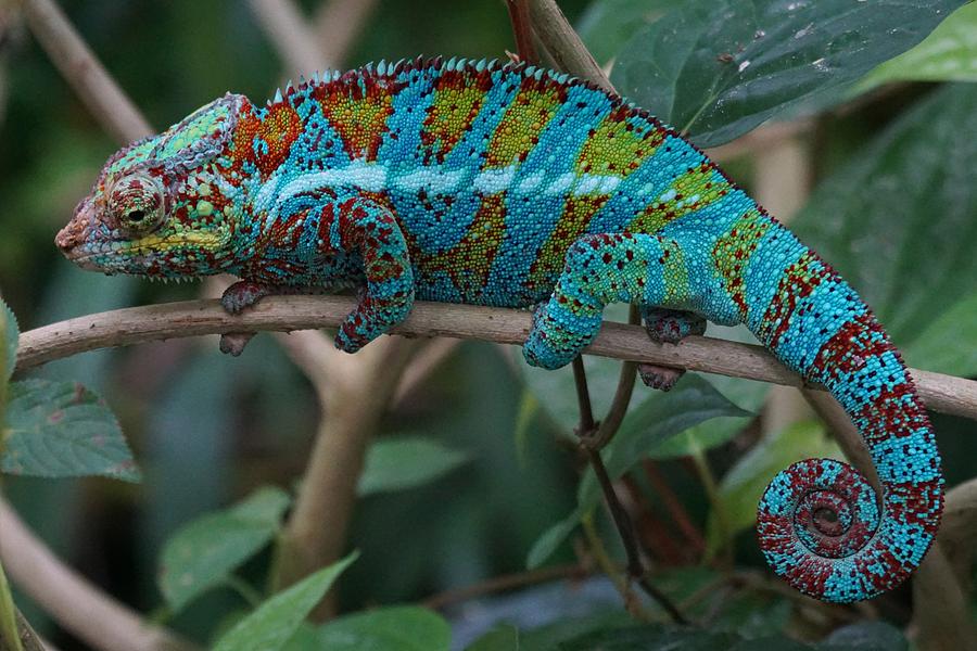 Colorful tropical reptile lizard 