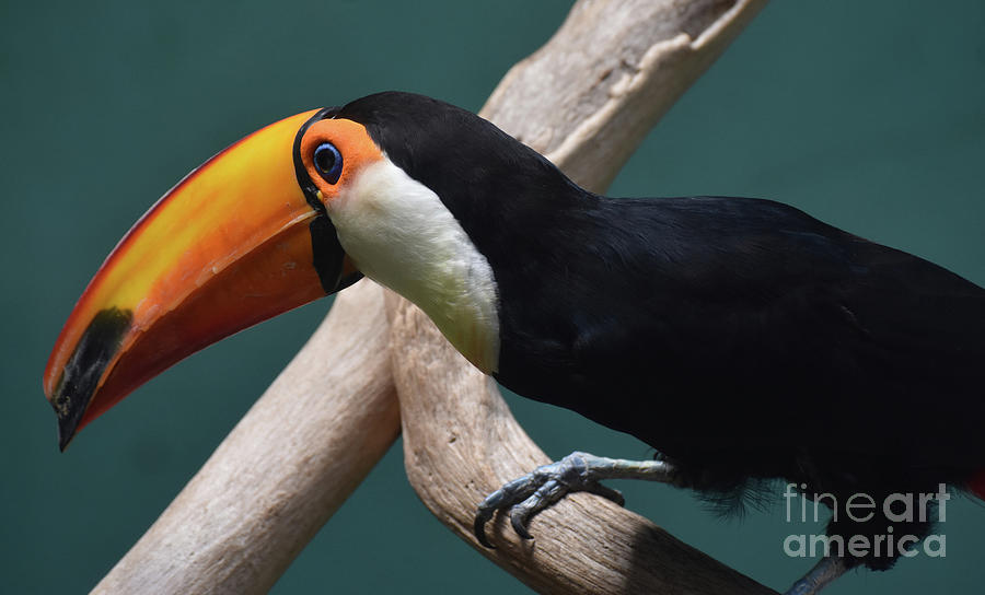 Colorful Tropical Toucan Bird on a Wood Perch Photograph by DejaVu Designs