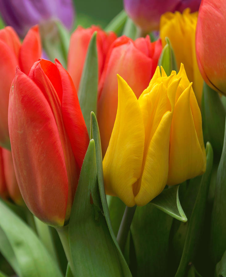 Colorful Tulip Bouquet Photograph by Arlene Carmel
