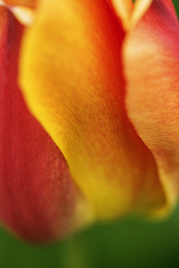 Colorful Tulip closeup Abstract Photograph by Vishwanath Bhat