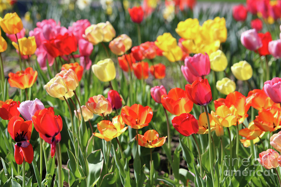 Colorful Tulip Garden Photograph by Carol Groenen