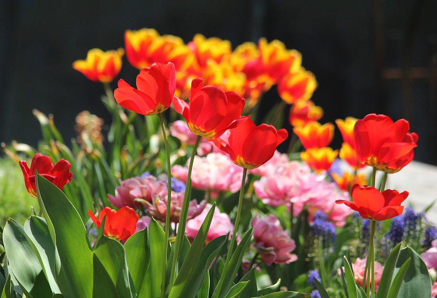 Colorful Tulip Garden Photograph by Trina Ansel