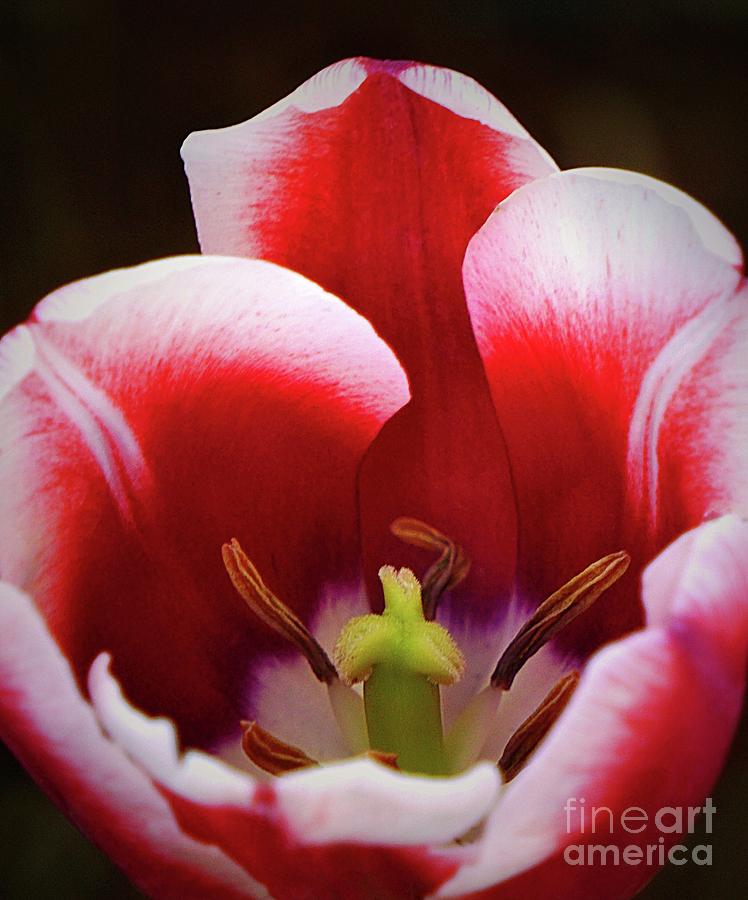 Colorful Tulip Photograph by Ian Gledhill