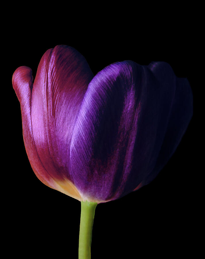 Colorful Tulip Macro Photograph by Johanna Hurmerinta