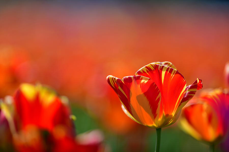 Colorful Tulip, Photograph by Surjanto Suradji - Fine Art America