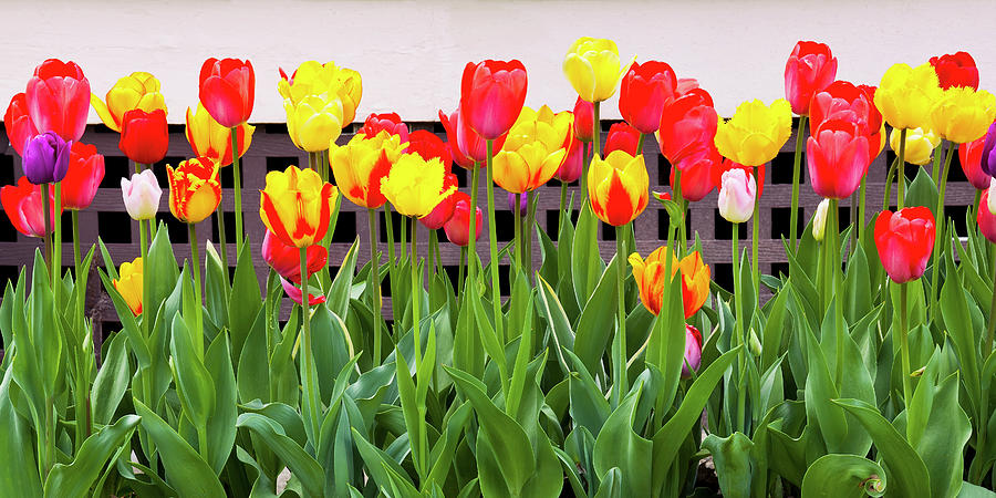 Spring Photograph - Colorful Tulips by Alan L Graham
