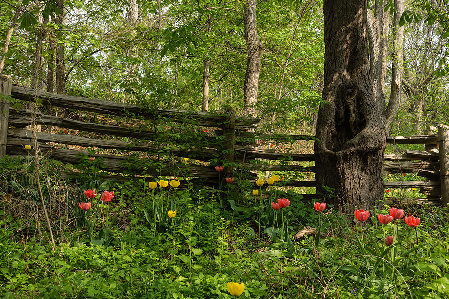 Colorful Tulips and a Rustic Fence - Enjoying the Beauty of Spring Photograph by Georgia Mizuleva