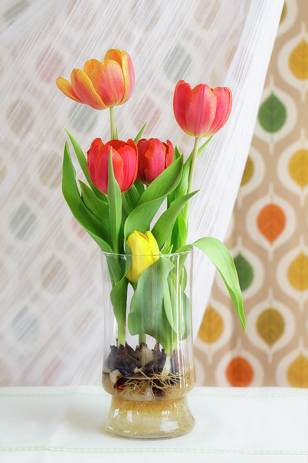 Colorful Tulips and Bulbs in Glass Vase Photograph by Susan Gary
