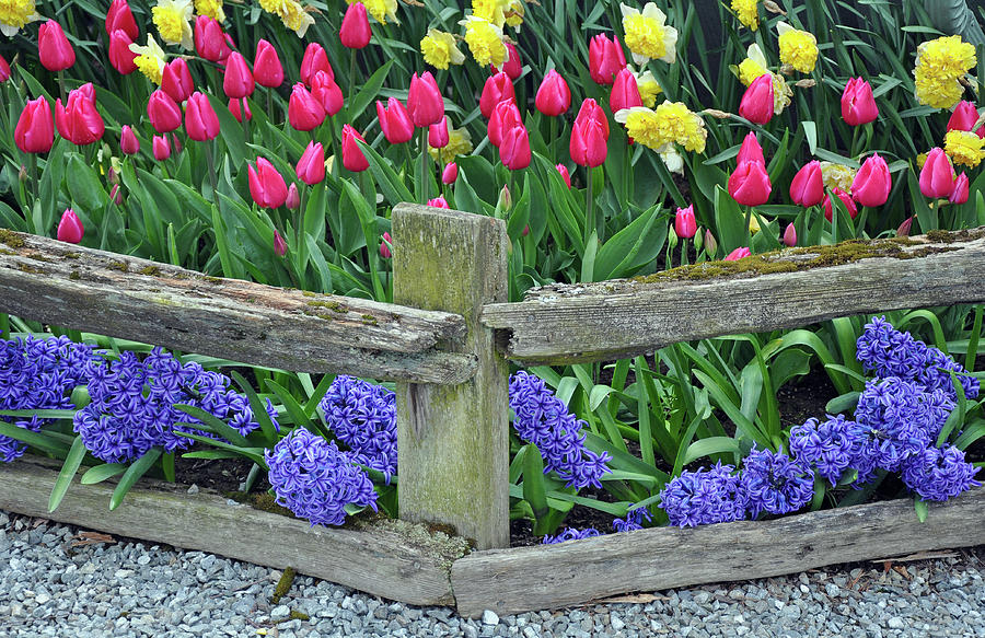 Colorful tulips and hyacinth garden Photograph by Ingrid Perlstrom - Pixels