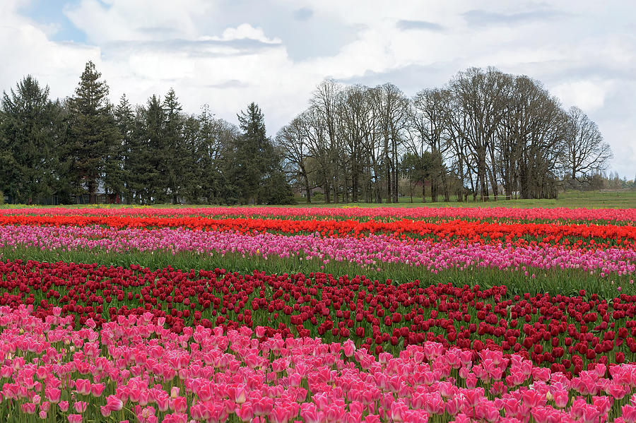 Colorful Tulips Blooming at Tulip Festival Photograph by David Gn