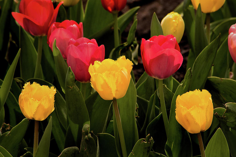 Colorful Tulips Photograph by Don Johnson