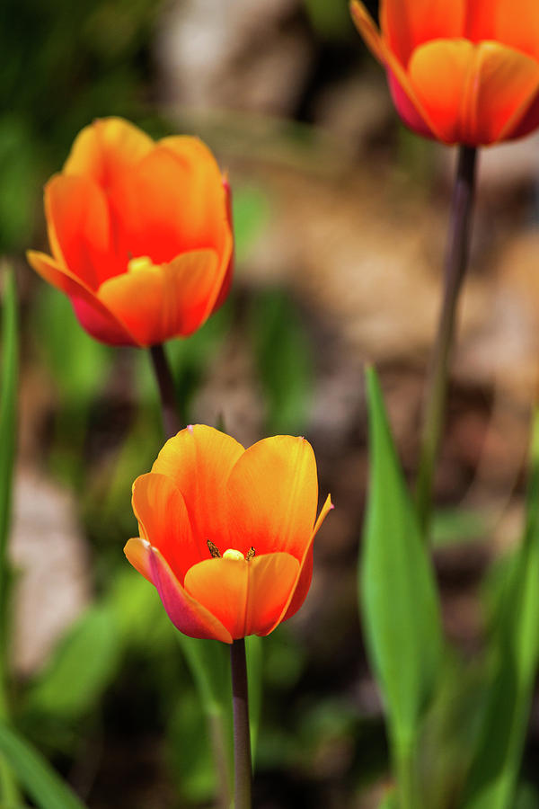 Colorful Tulips Photograph by Karol Livote