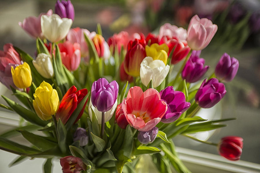 Colorful tulips Photograph by Patricia Hofmeester