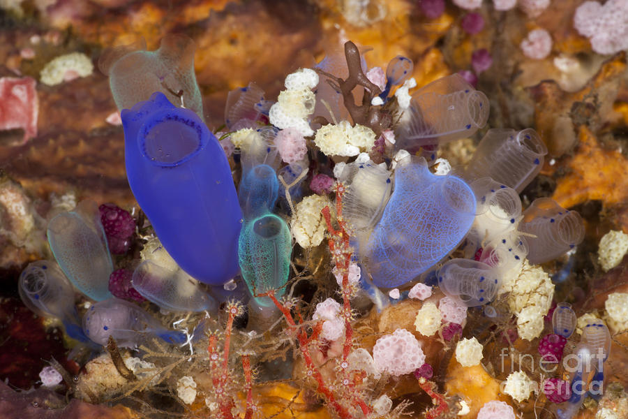 Colorful Tunicates Photograph by Reinhard Dirscherl