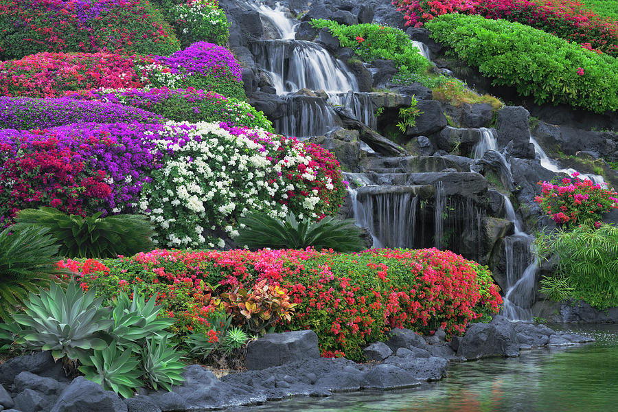 Colorful Varieties Of Bougainvillea Bloom On The Grounds Of The Grand 