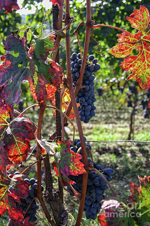 Colorful vineyard Photograph by Patricia Hofmeester