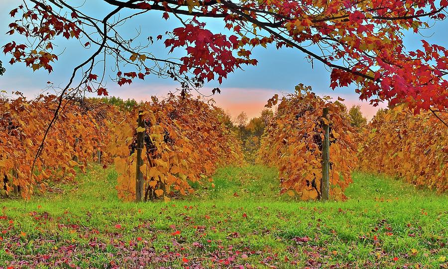 Colorful Vineyard Sunset Photograph by Frozen in Time Fine Art Photography