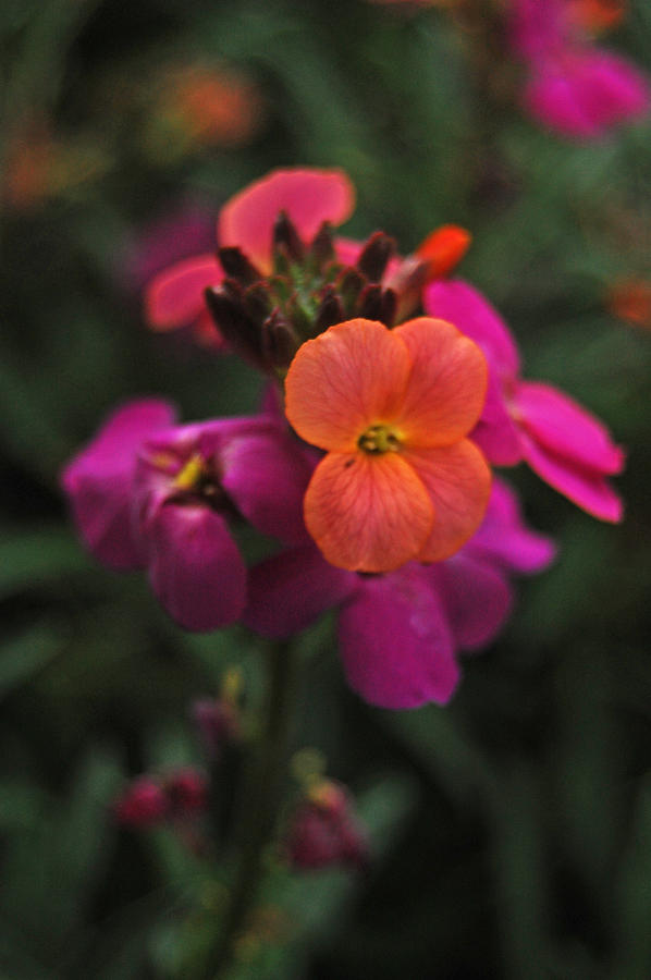 Colorful Wallflowers Photograph by Jean Booth