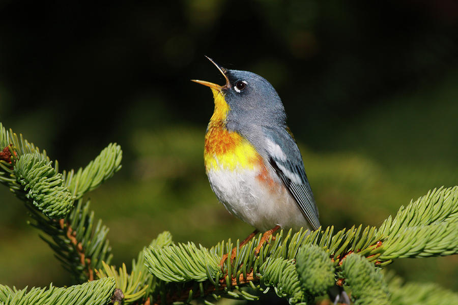 Colorful Warbler Songbird Singing Photograph By Scott Leslie