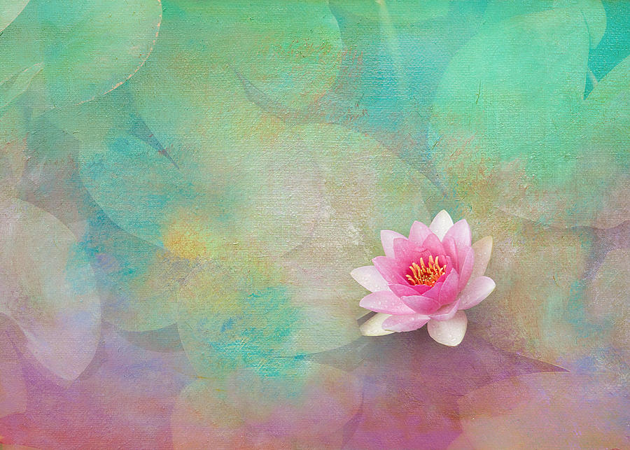 Colorful Waterlily Photograph by Carolyn DAlessandro
