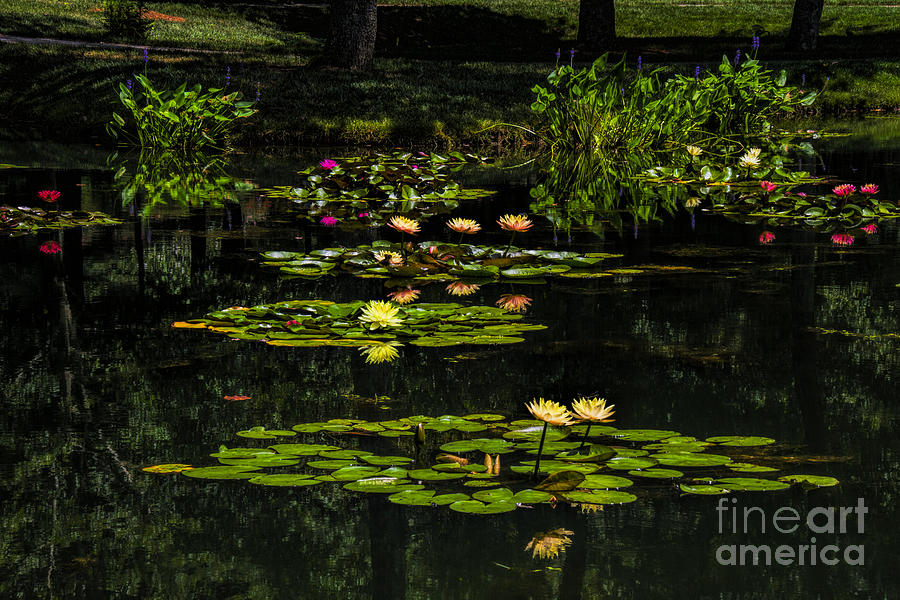 Colorful Waterlily Pond Photograph by Barbara Bowen