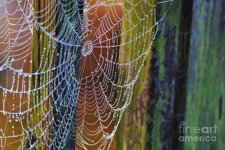 Colorful Webs Photograph by Julie Adair