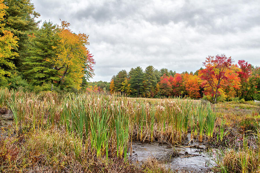 Colorful Webster Bog Photograph by Betty Pauwels