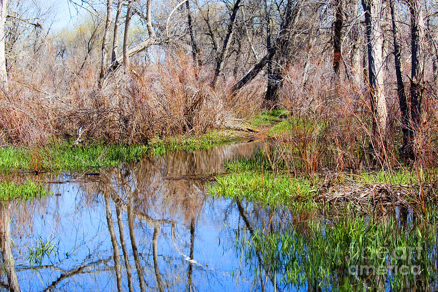 Colorful Wetlands Viewing Area in Chatfield State Park Photograph by Steven Krull