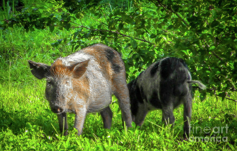 Colorful Wild Hog Photograph by Tom Claud