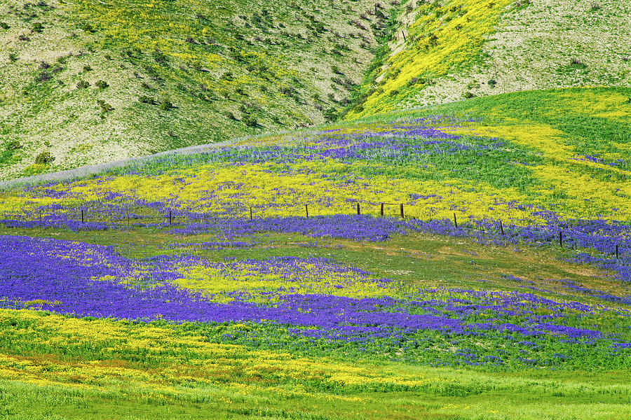 Colorful Wildflower Carpet Photograph by Lynn Bauer