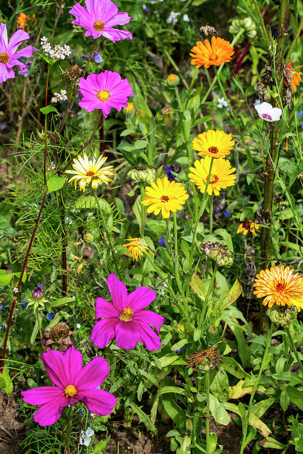 Colorful Wildflowers Photograph by Arterra Picture Library