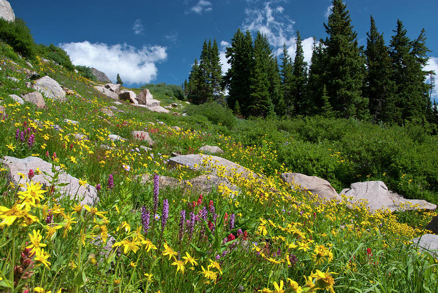 Colorful Wildflowers in the Indian Peaks Wilderness Photograph by Cascade Colors