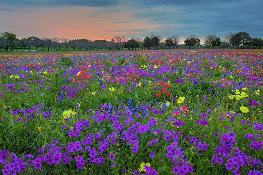 Colorful Wildflowers of Texas 1 Photograph by Rob Greebon - Fine Art ...