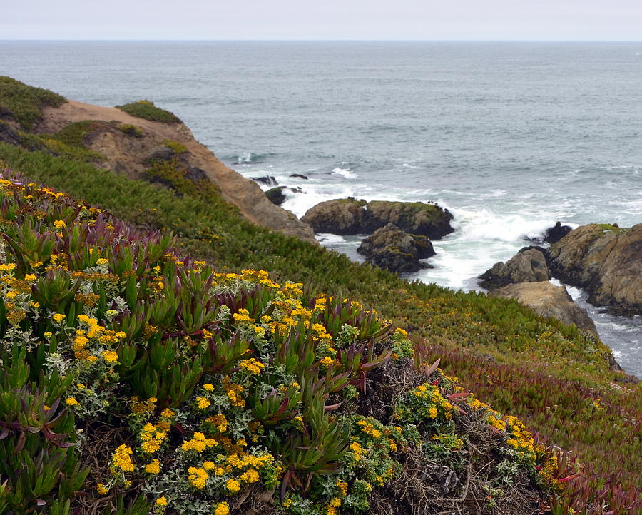 Colorful Wildflowers on Bodega Head Photograph by Carla Parris