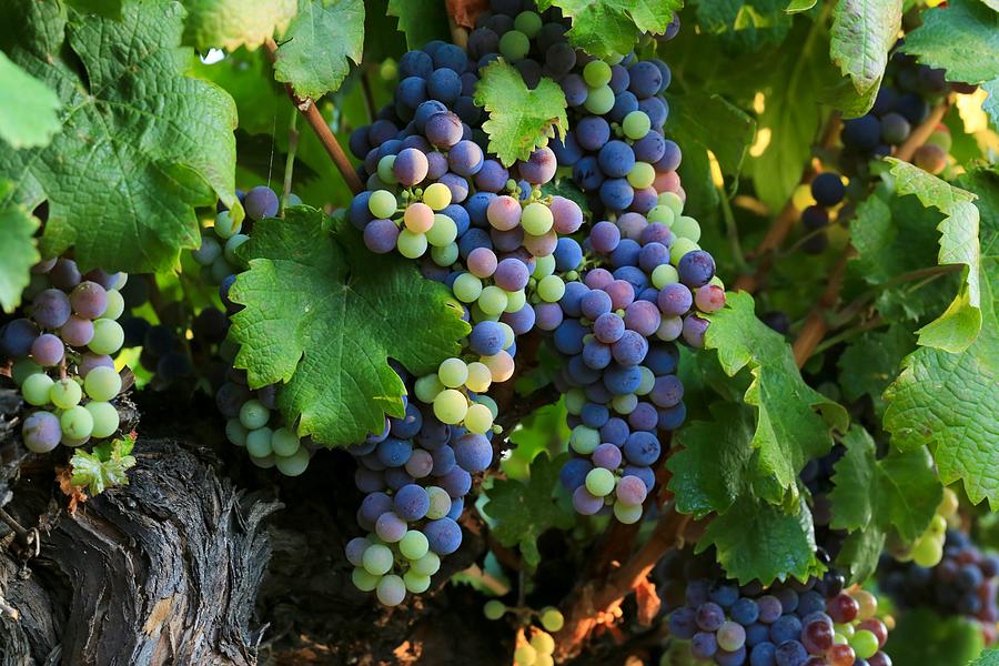 Colorful wine grapes Photograph by Lynn Hopwood